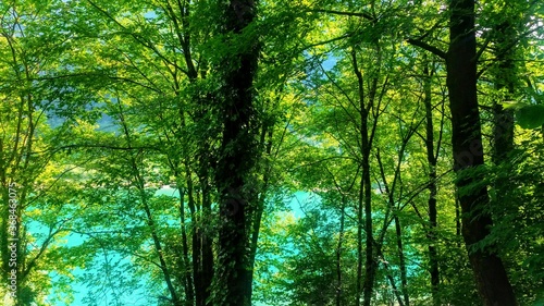 Alberi con fogliame verde da cui si intravvede l'azzurro del lago