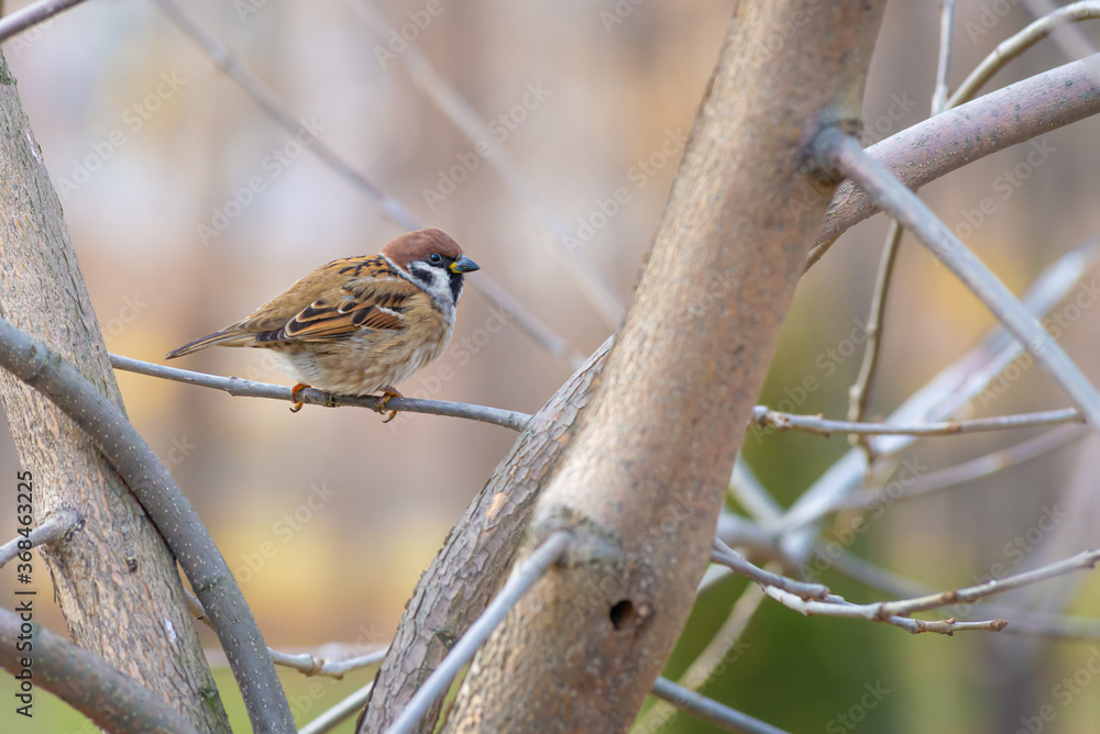 A sparrow is perched on a branch in winter A sparrow is perched on a branch in winter
