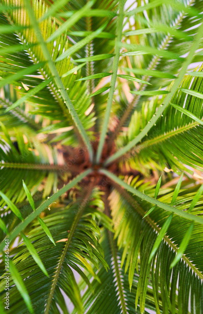 green palm leaves grow on white background green palm leaves grow on white background