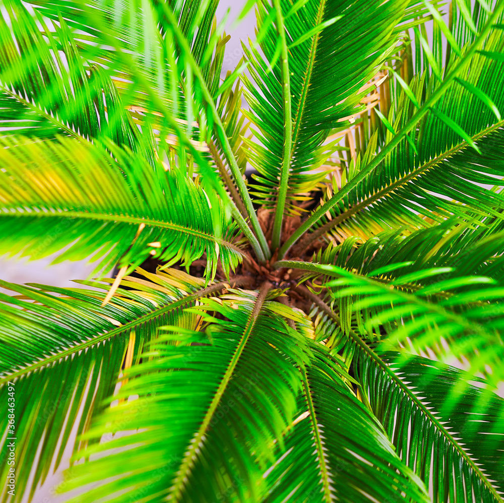 green palm leaves grow on white background green palm leaves grow on white background