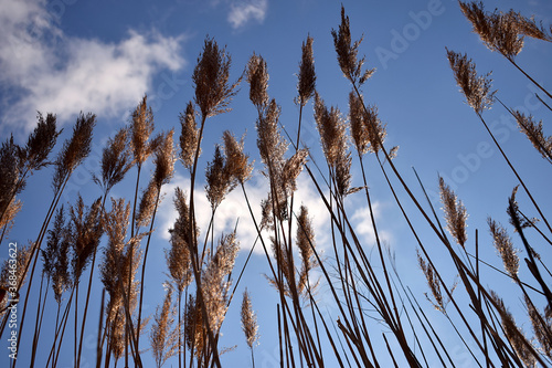 Dry tall grass against a blue sky with clouds. Warm, pleasant, calm background