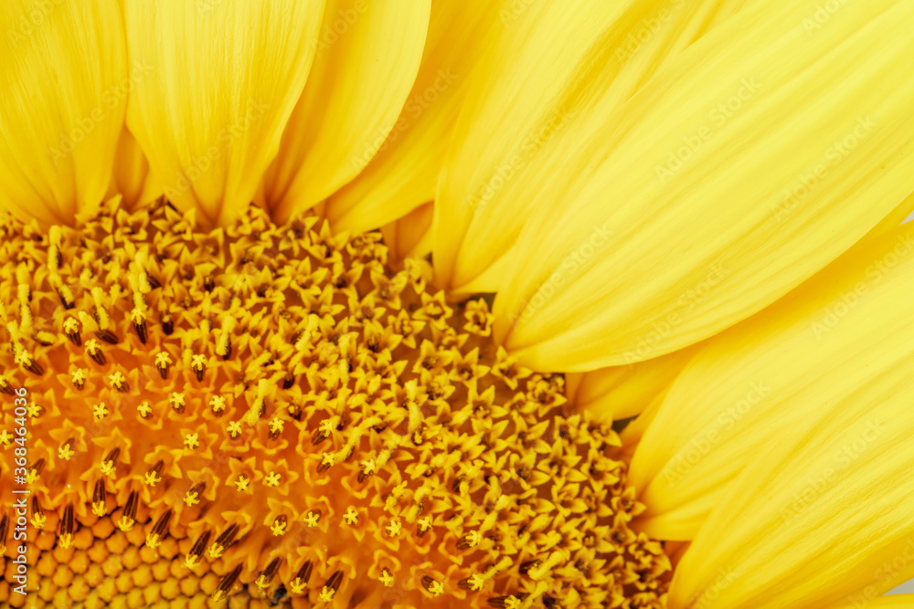 Sunflower petals in close-up as patterns and full-screen textures as background. Macro Sunflower petals in close-up as patterns and full-screen textures as background. Macro