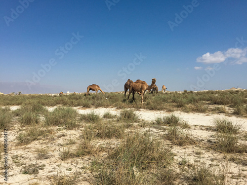 Wild lebende Dromedare grasen an der K  ste bei Salalah - Dhofar  Oman