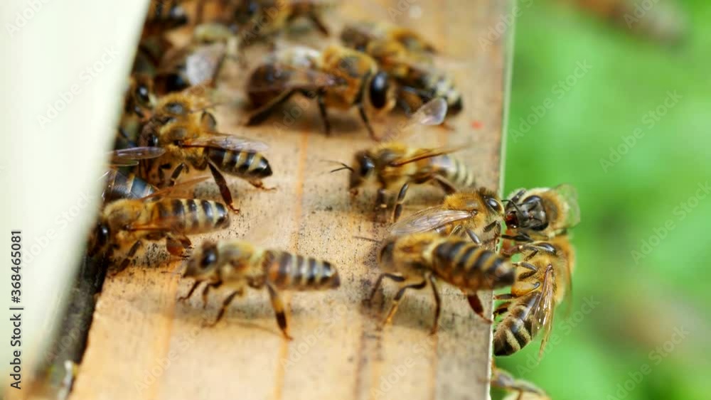 Swarm of honey bees carrying pollen and flying to the landing board of hive in an apiary in 4K VIDEO. Organic BIO farming, animal rights, back to nature concept. Close-up.