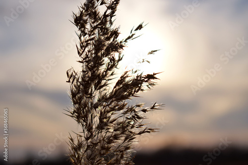 One dry branch of grass against the setting sun in the sky. Background with space for copying
