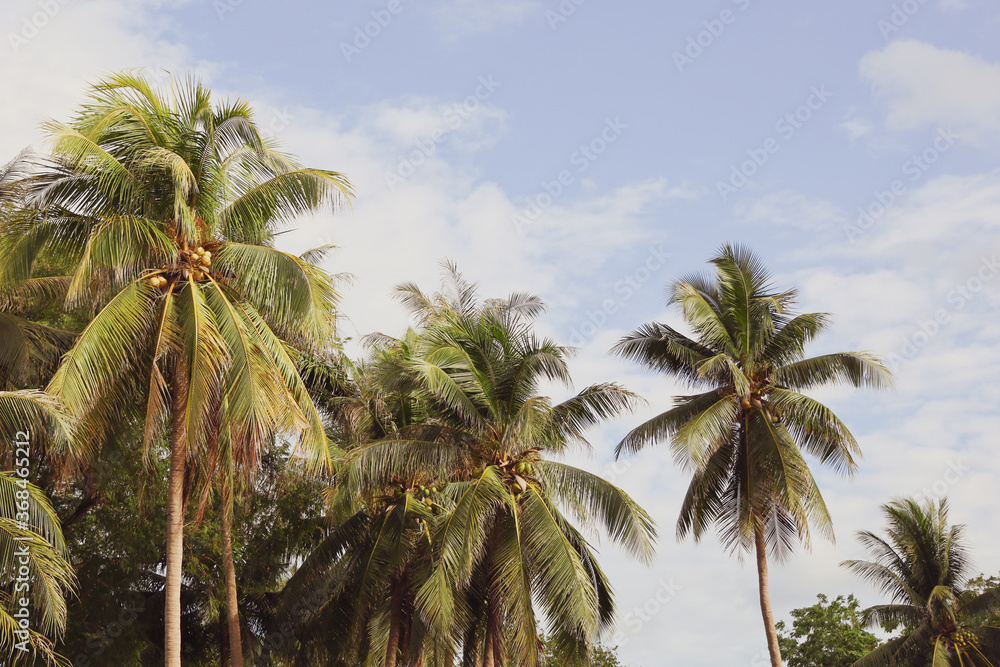 Copy space of tropical coconut palm tree with blue sky and clouds abstract background. Concept for summer vacation and travelling business. Vintage tone filter effect color style.