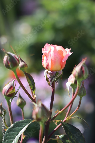 Wallpaper Mural pink rose bud Torontodigital.ca