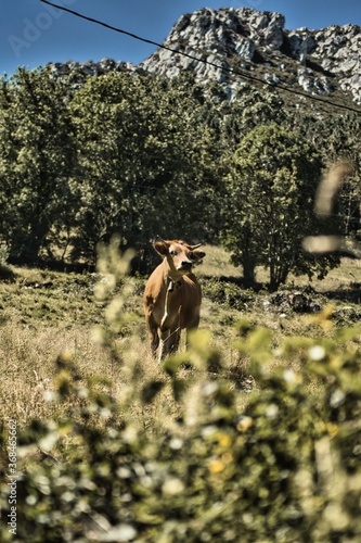 Asturian brown cow surrounded by green vegetation.
