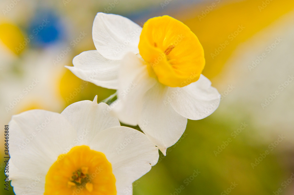 Scientific name is Narcissus tazetta var. chinensis. Scientific name is Narcissus tazetta var. chinensis.