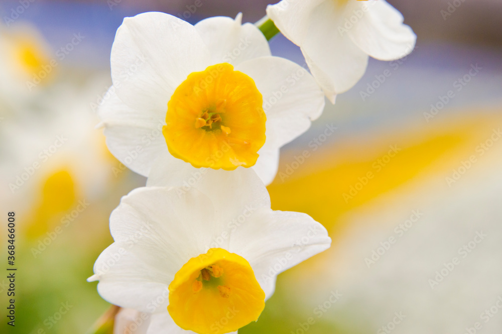 Scientific name is Narcissus tazetta var. chinensis. StockFoto Adobe