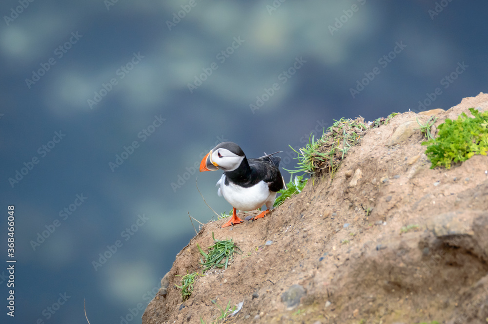 Fototapeta premium Puffins perched on a grassy cliff at Bempton Cliffs, Bridlington, East Yorkshire