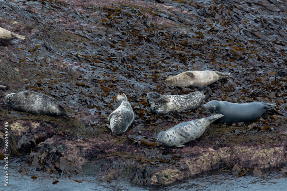 Seals basking in the seaweed and sun at Bempton Cliffs, Bridlington, East Yorkshire Seals basking in the seaweed and sun at Bempton Cliffs, Bridlington, East Yorkshire