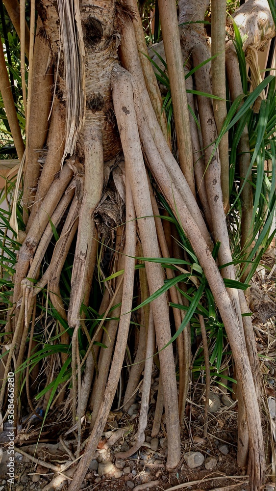 Mangrove roots that grow above the soil surface, around the roots grow weeds