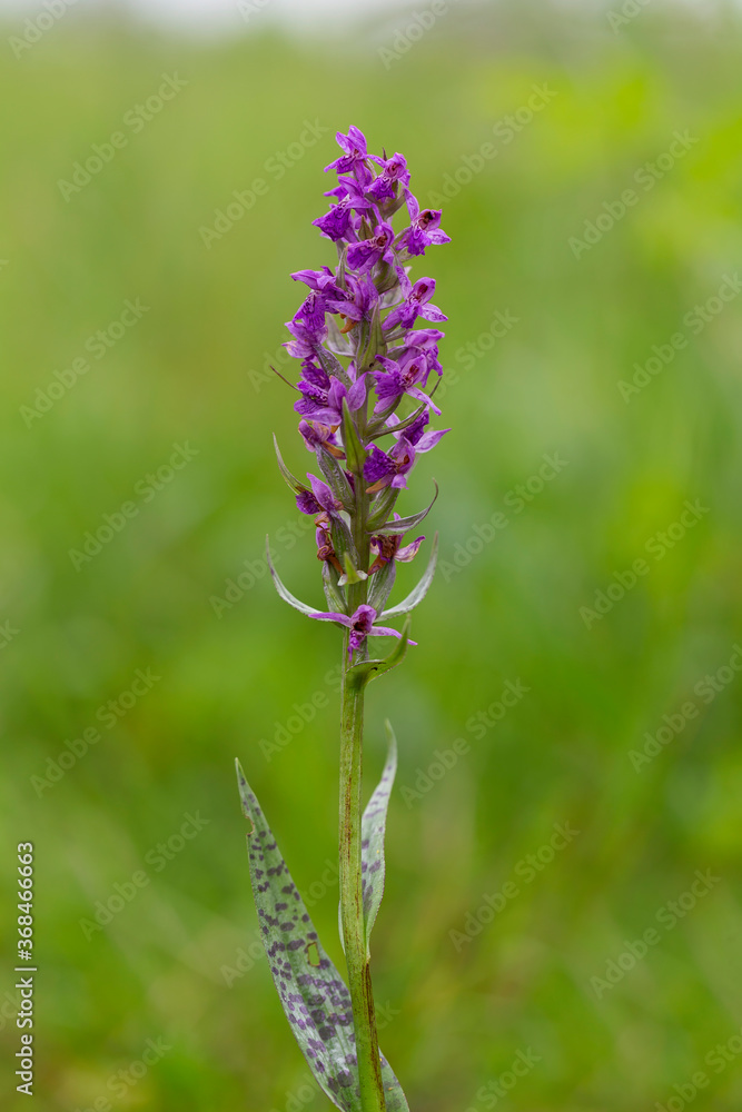 The broad-leaved marsh orchid (Dactylorhiza majalis) is a terrestrial Eurasian orchid. Western marsh orchid (Dactylorhiza majalis) flowering.