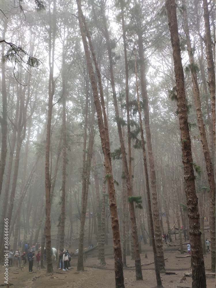 trees in the forest trees in the forest