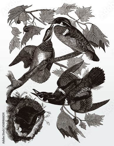 A hollow tree is occupied by four wood ducks, aix sponsa, after an antique illustration from the 19th century