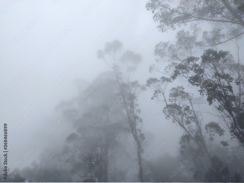 fog in the forest fog in the forest