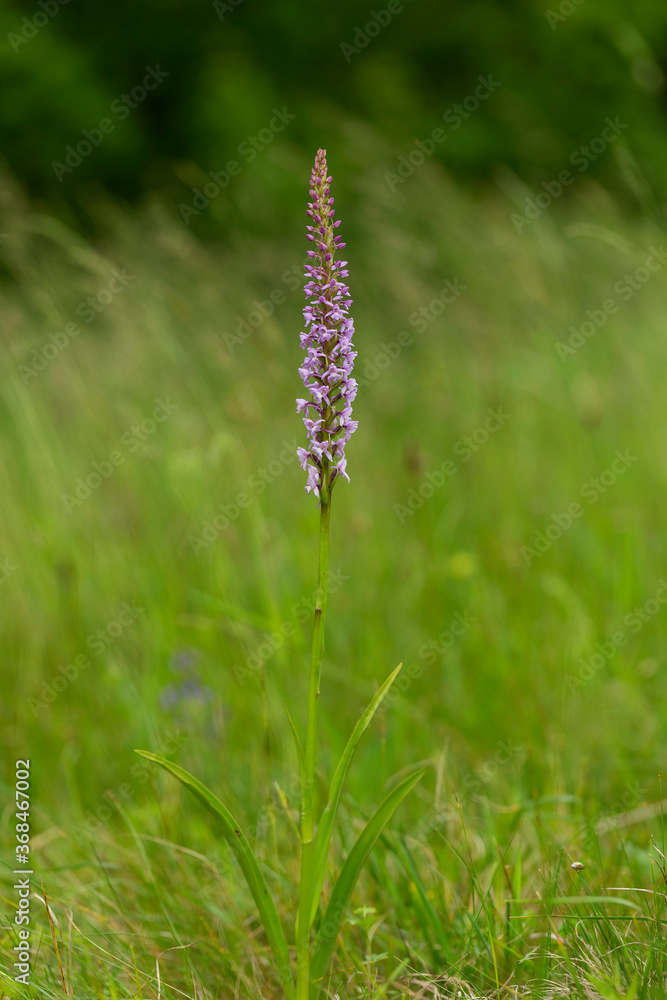 Gymnadenia conopsea, commonly known as the fragrant orchid or chalk fragrant orchid, is a herbaceous plant of the family Orchidaceae. Gymnadenia conopsea, Fragrant Orchid. Wild plant shot in summer.