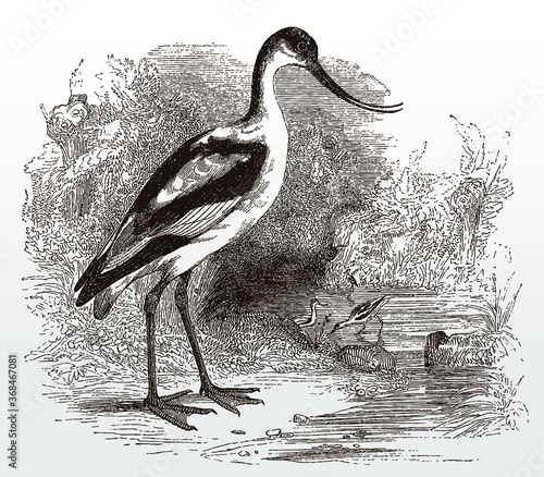 Pied avocet, recurvirostra avosetta in side view standing on the shore of a water, after an antique illustration from the 19th century