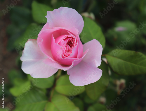 Closeup of beautiful pink rose Aphrodite bud photographed in the organic garden with blurred leaves. Nature and roses concept.Soft focus.