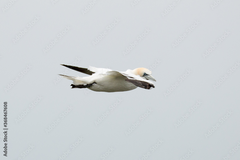 A Gannet flying over Bempton Cliffs, Bridlington, East Yorkshire A Gannet flying over Bempton Cliffs, Bridlington, East Yorkshire