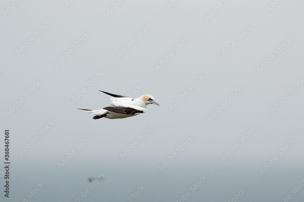 A Gannet flying over Bempton Cliffs, Bridlington, East Yorkshire