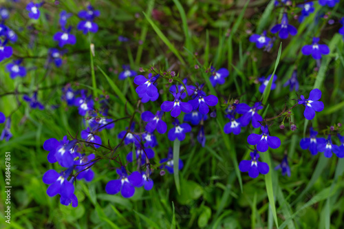 Blue flowers in a garden. Horizontal orientation.