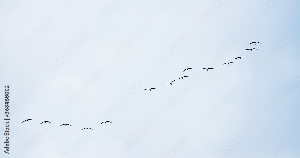 Group of common cranes, grus grus during migration in Norway. Photographed in flight against the sky. Bird and wildlife concept. Group of common cranes, grus grus during migration in Norway. Photographed in flight against the sky. Bird and wildlife concept.
