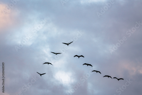 Group of common cranes, grus grus during migration in Norway. Photographed in flight against the sky. Bird and wildlife concept.
