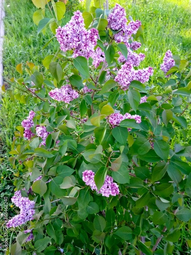 сирень,парк.растения