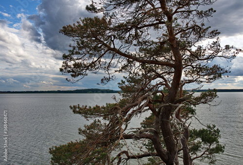 Fototapeta Naklejka Na Ścianę i Meble -  Baum an der Südspitze der Halbinsel Gnitz auf Usedom
