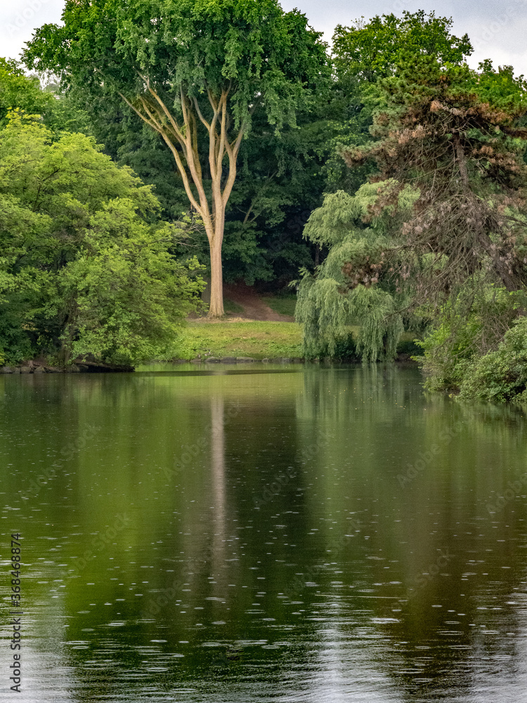 Fototapeta premium Tree reflection in the lake