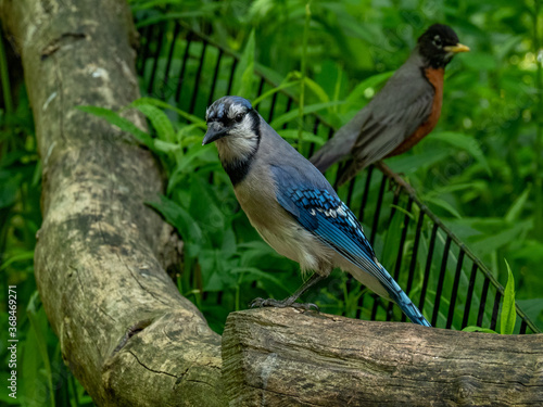 Bluejay and Robin