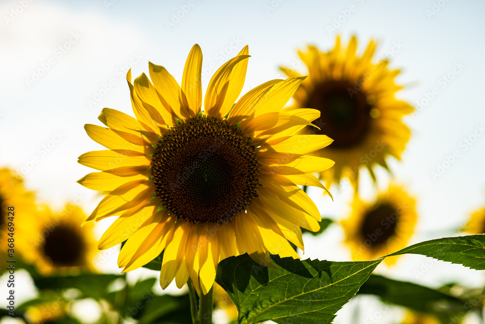 Blooming sunflowers in a field Blooming sunflowers in a field