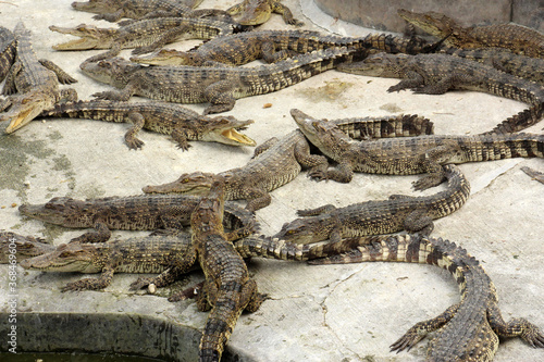 The Crocodile Farm in Samut Prakan Province of Thailand. 