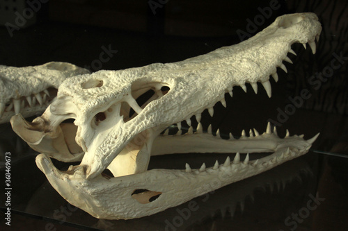 Crocodile skull, bone of animal. © Miis Maew