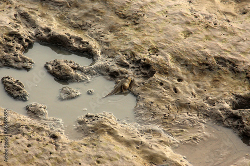 Canvas Print Mud skippers are amphibious fish that can survive both in and out of water