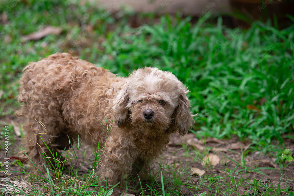 A small and cute dog with long, fluffy fur