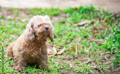 Wallpaper Mural A small and cute dog with long, fluffy fur Torontodigital.ca