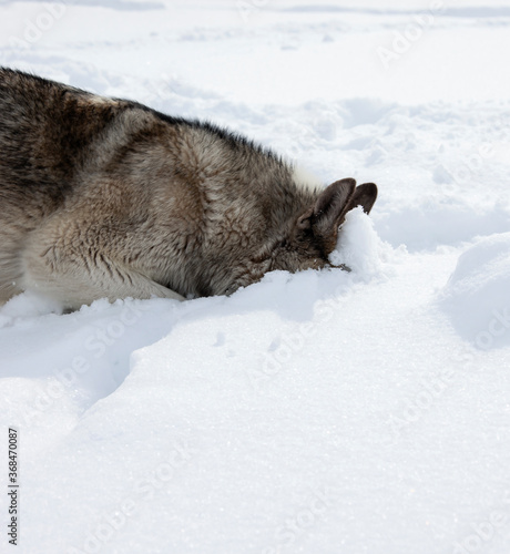 Gray dog Laika sniffs a trail in the fresh snow. © okyela