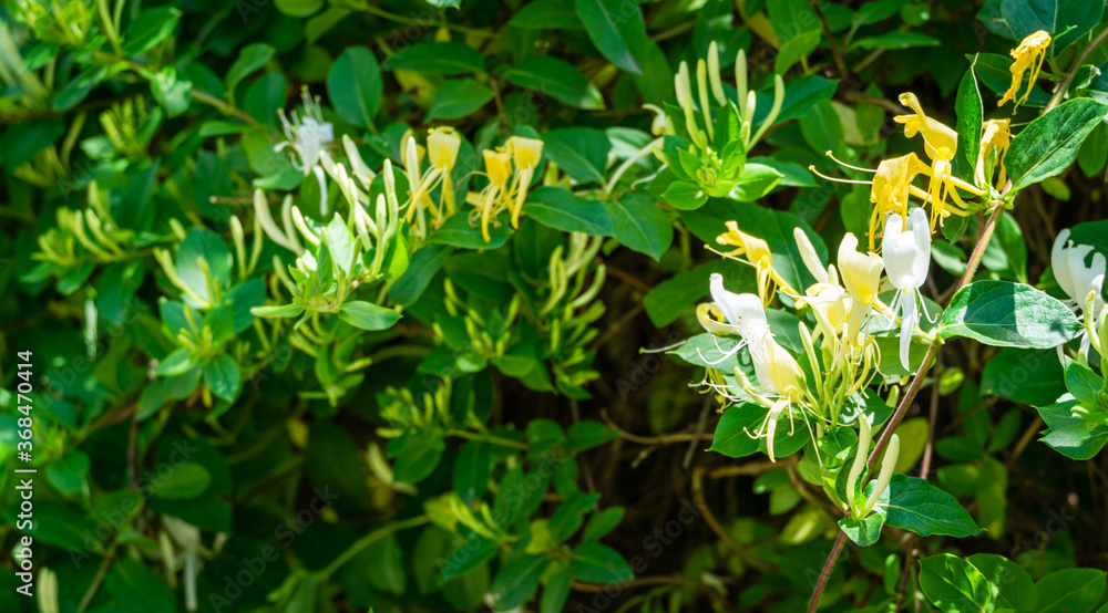 Close-up of white and yellow flower of Lonicera japonica, known as Japanese honeysuckle and golden-and-silver honeysuckle. Evergreen flowering fragrant liana possibly Lonicera giraldii. Close-up of white and yellow flower of Lonicera japonica, known as Japanese honeysuckle and golden-and-silver honeysuckle. Evergreen flowering fragrant liana possibly Lonicera giraldii.