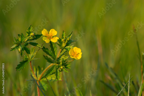 Obraz na plátně Potentilla erecta  tormentil, septfoil or erect cinquefoil is a herbaceous perennial plant belonging to the rose family (Rosaceae)