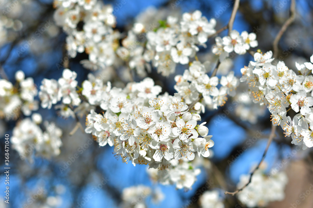 White flowers against a blurred background