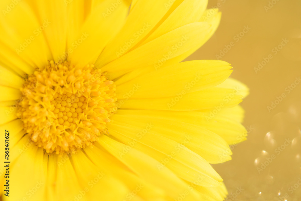 Macro photo of calendula flower, calendula officinalis or english calendula. Selective focus. Concesion postcard, homeopathy. Copy space