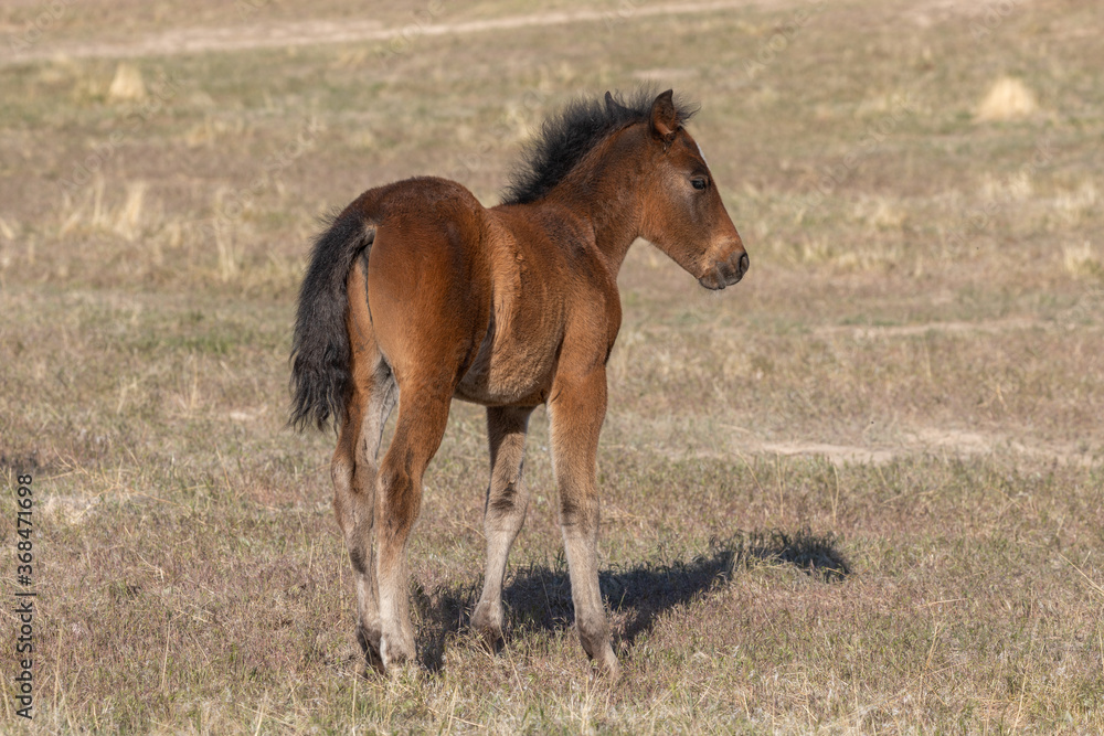 Obraz premium Wild Horse Foal in the Utah Desert