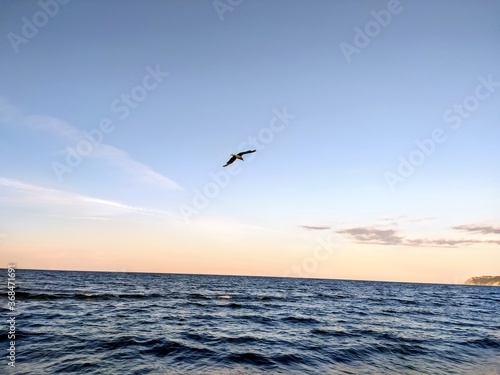 Gabbiani in volo sul mare in un tramonto estivo 