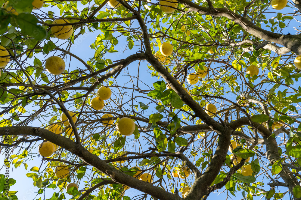 Fototapeta premium The grapefruit is a subtropical citrus tree known for its relatively large sour to semisweet, somewhat bitter fruit.