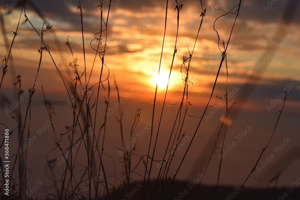 Beautiful grass and sunset in jungle Beautiful grass and sunset in jungle
