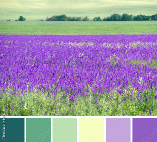 Green spring field of blooming purple violet flower Consolida regalis (Forking Larkspur, Rocket larkspur). Color palette swatches, fresh fashion trends in color combination inspired by natural beauty.