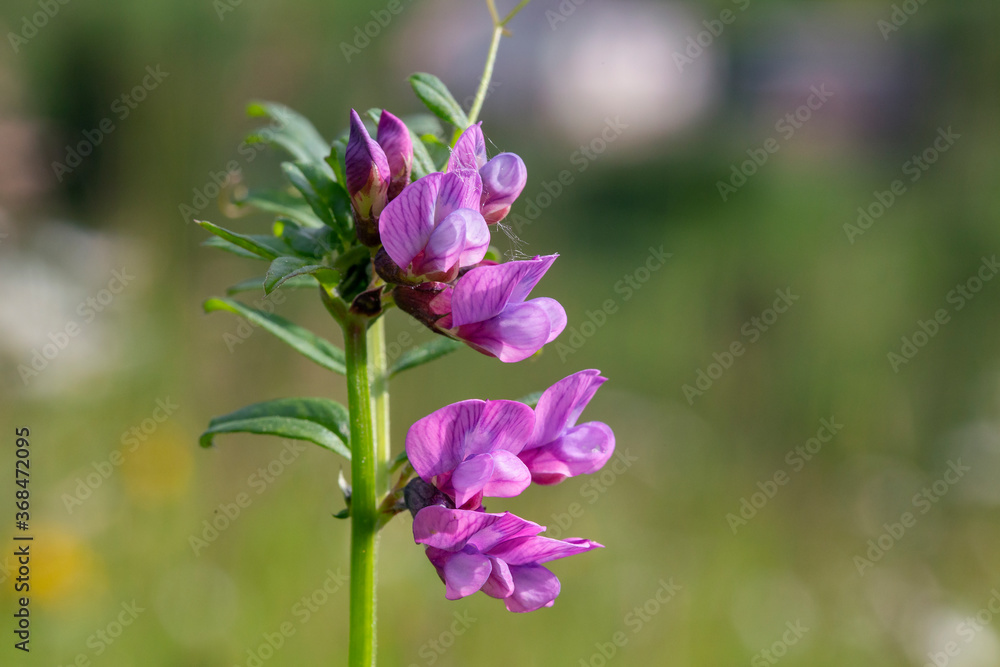 Vicia sepium or bush vetch is a plant species of the genus Vicia. Bush vetch (Vicia sepium) blooming on a meadow
